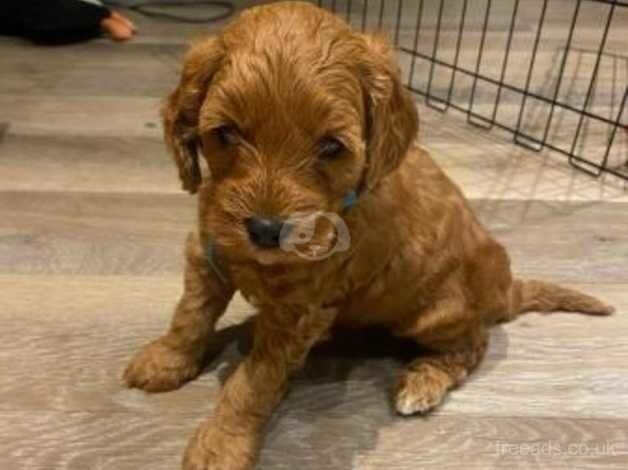 Beautiful fox red Cockapoo's for sale in London, City of London, Greater London