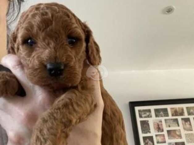 Beautiful fox red Cockapoo's for sale in London, City of London, Greater London - Image 2