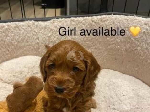 Cockapoo Puppies for sale in Greater London