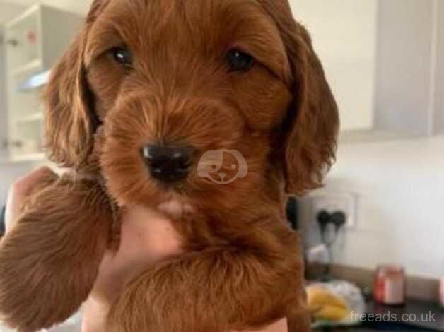 Beautiful fox red Cockapoo's for sale in London, City of London, Greater London - Image 4