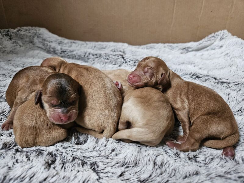 Cockapoo Puppies for sale in Staffordshire