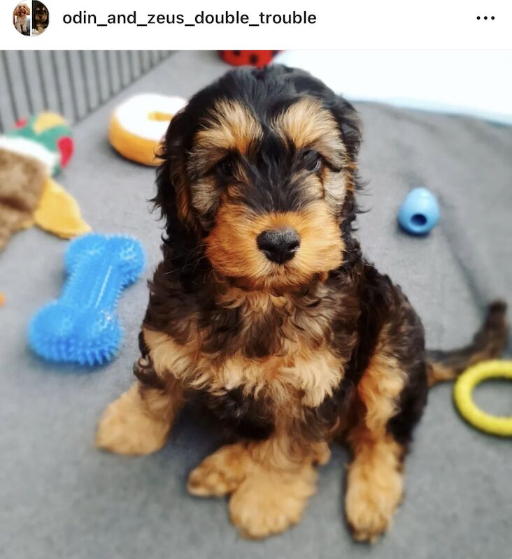 Cockapoo Puppies for sale