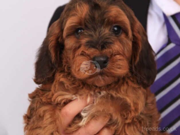 Beautiful health tested cockapoo puppies for sale in Doncaster, South Yorkshire