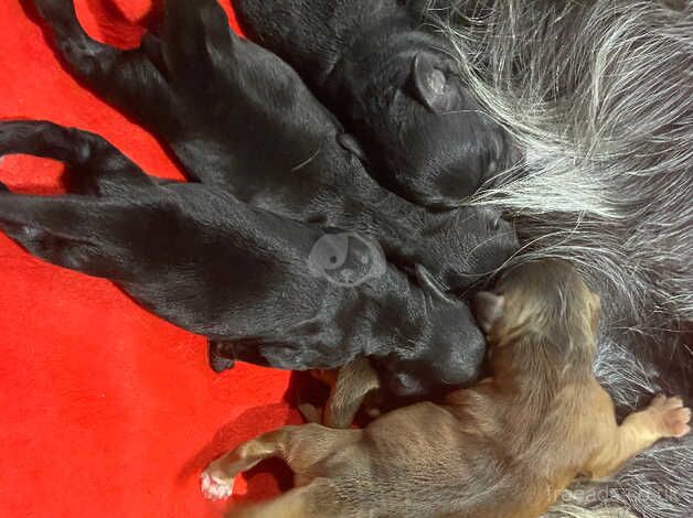 Beautiful health tested cockapoo puppies for sale in Doncaster, South Yorkshire - Image 2