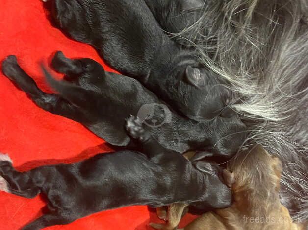 Beautiful health tested cockapoo puppies for sale in Doncaster, South Yorkshire - Image 3