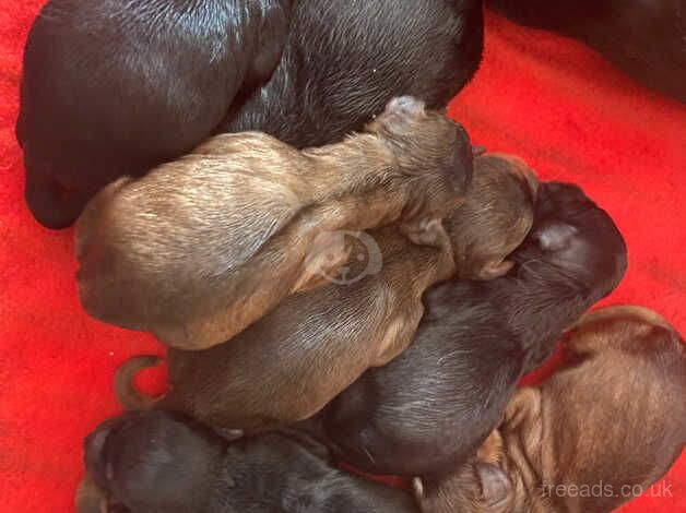 Beautiful health tested cockapoo puppies for sale in Doncaster, South Yorkshire - Image 4