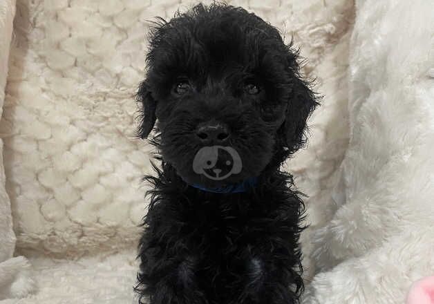 Beautiful last 3 Cockapoo puppies 3 black remaining for sale in Stoke-on-Trent, Staffordshire