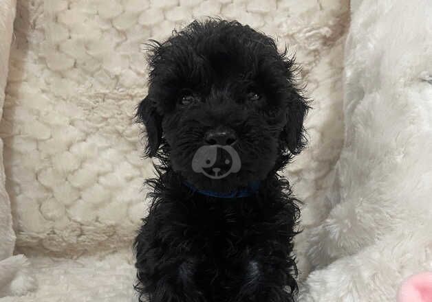 Beautiful last 3 Cockapoo puppies 3 black remaining for sale in Stoke-on-Trent, Staffordshire - Image 2