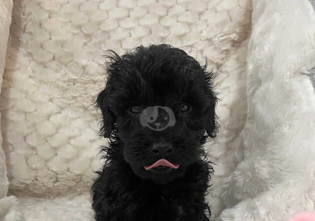 Cockapoo Puppies for sale in Staffordshire