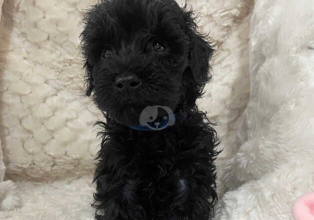 Beautiful last 3 Cockapoo puppies 3 black remaining for sale in Stoke-on-Trent, Staffordshire - Image 4