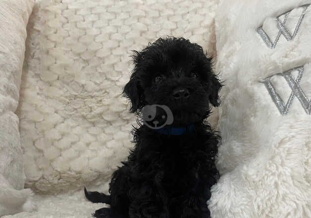 Beautiful last 3 Cockapoo puppies 3 black remaining for sale in Stoke-on-Trent, Staffordshire - Image 5