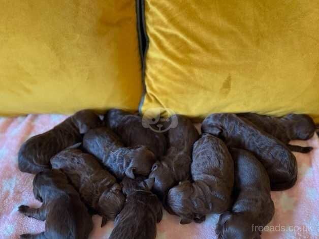 Beautiful litter of chocolate cockapoo puppies for sale in Guisborough, North Yorkshire