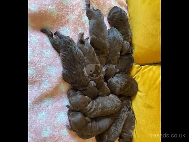 Beautiful litter of chocolate cockapoo puppies for sale in Guisborough, North Yorkshire - Image 2