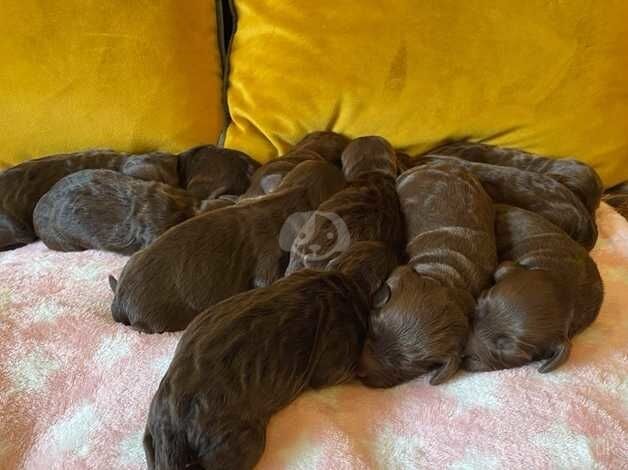 Beautiful litter of chocolate cockapoo puppies for sale in Guisborough, North Yorkshire - Image 3