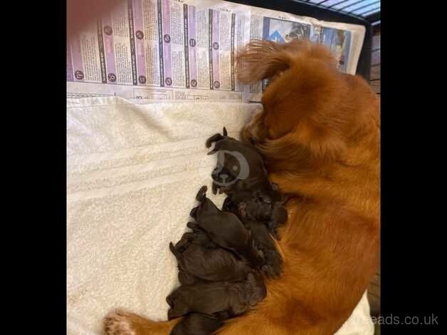 Beautiful litter of chocolate cockapoo puppies for sale in Guisborough, North Yorkshire - Image 4