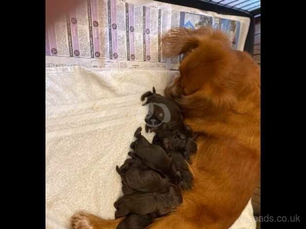 Beautiful litter of chocolate cockapoo puppies for sale in Guisborough, North Yorkshire - Image 5