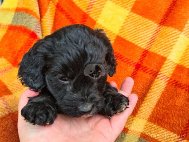 Beautiful litter of cockapoo looking for there loving forever homes for sale in Tadley, Oxfordshire - Image 1