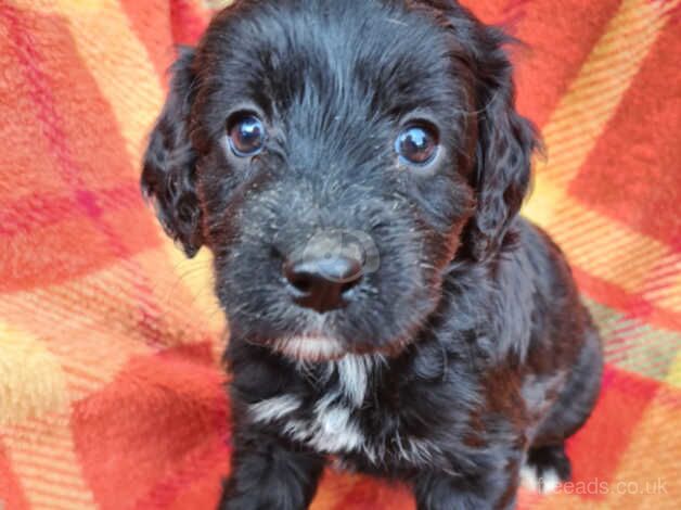 Beautiful litter of cockapoo looking for there loving forever homes for sale in Tadley, Oxfordshire - Image 2