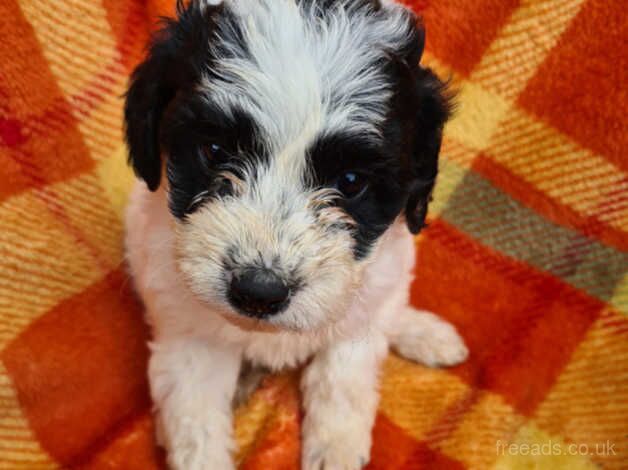 Beautiful litter of cockapoo looking for there loving forever homes for sale in Tadley, Oxfordshire - Image 3