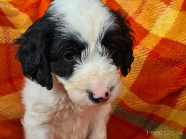 Beautiful litter of cockapoo looking for there loving forever homes for sale in Tadley, Oxfordshire - Image 4