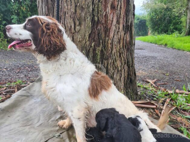 Beautiful litter of cockapoo looking for there loving forever homes for sale in Tadley, Oxfordshire - Image 5