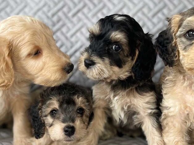 Beautiful Litter of Cockapoos for sale in Sheffield, South Yorkshire