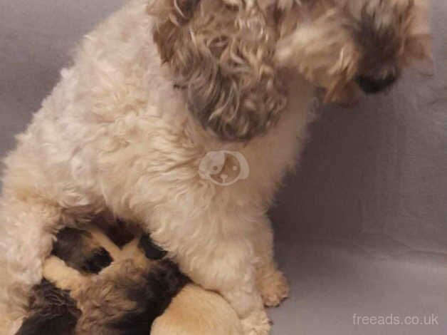 Beautiful Litter of Cockapoos for sale in Sheffield, South Yorkshire - Image 2