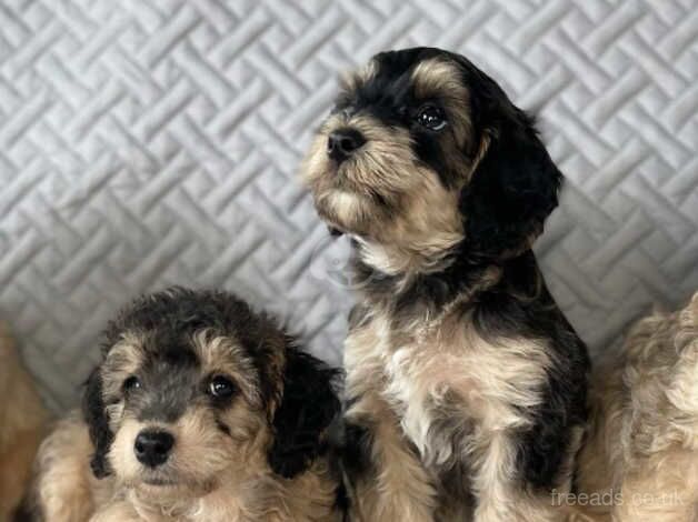 Beautiful Litter of Cockapoos for sale in Sheffield, South Yorkshire - Image 4