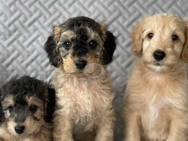 Beautiful Litter of Cockapoos for sale in Sheffield, South Yorkshire - Image 5