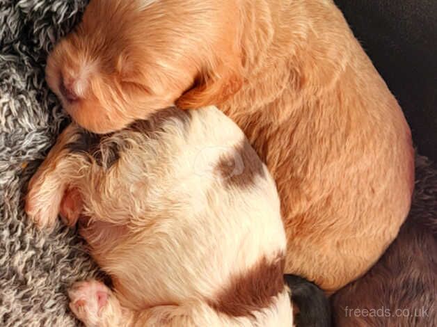 Beautiful litter of cockerpoos for sale in Retford, Nottinghamshire - Image 1