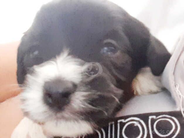 Beautiful litter of cockerpoos for sale in Retford, Nottinghamshire - Image 2