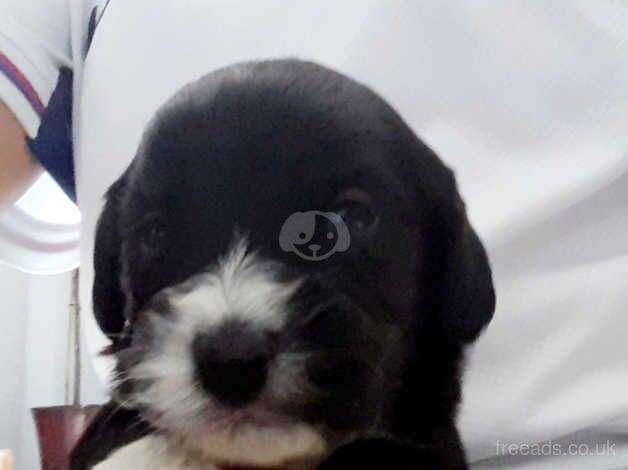 Beautiful litter of cockerpoos for sale in Retford, Nottinghamshire - Image 3