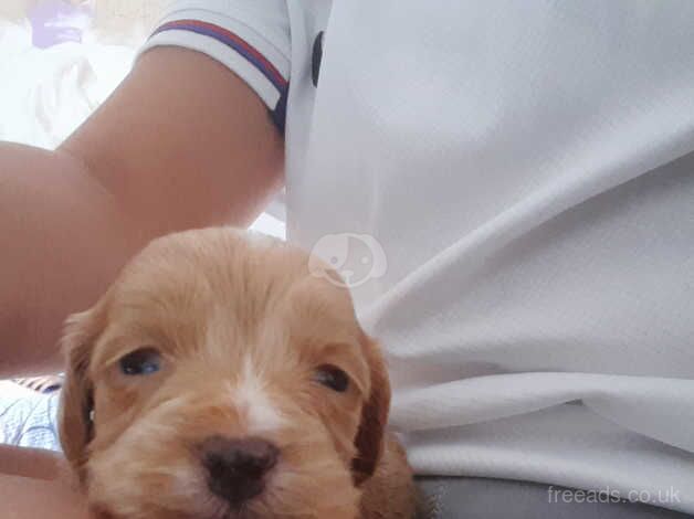 Beautiful litter of cockerpoos for sale in Retford, Nottinghamshire - Image 4