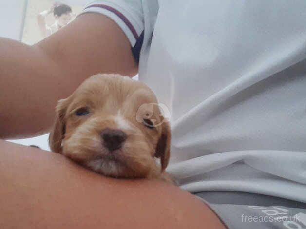 Beautiful litter of cockerpoos for sale in Retford, Nottinghamshire - Image 5