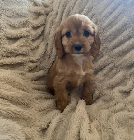 Beautiful litter of F1 Cockapoo puppies for sale in Thirsk, North Yorkshire