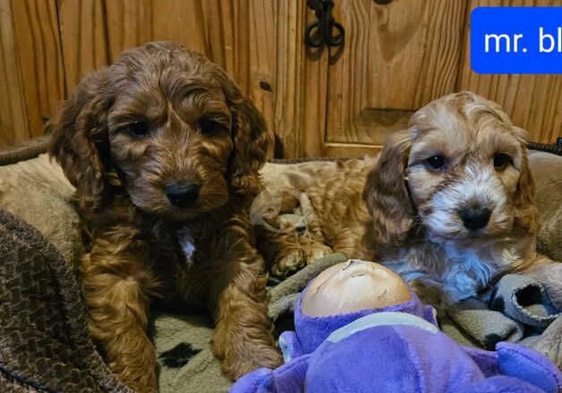 Beautiful Litter of F1 Cockapoos for sale in Tonypandy, Rhondda Cynon Taf