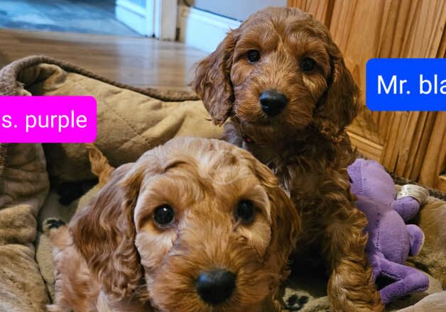 Cockapoo Puppies for sale in Rhondda Cynon Taf