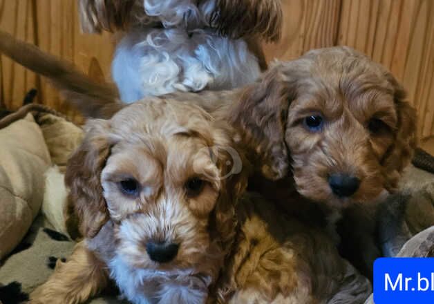 Beautiful Litter of F1 Cockapoos for sale in Tonypandy, Rhondda Cynon Taf - Image 4