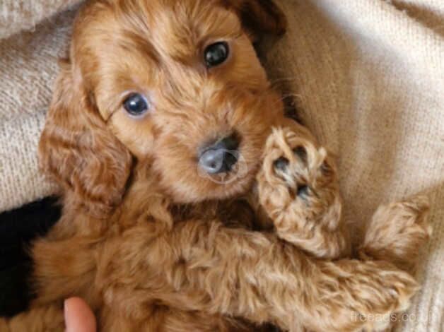 Beautiful litter of Red cockapoo puppies. for sale in Canterbury, Kent