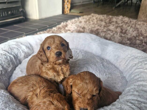 Beautiful litter of Red cockapoo puppies. for sale in Canterbury, Kent - Image 2