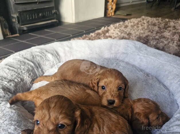 Beautiful litter of Red cockapoo puppies. for sale in Canterbury, Kent - Image 3