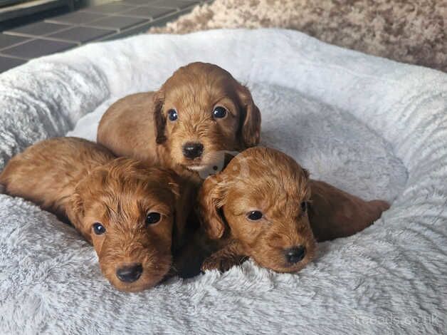 Beautiful litter of Red cockapoo puppies. for sale in Canterbury, Kent - Image 4