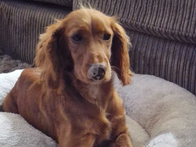 Beautiful litter of Red cockapoo puppies. for sale in Canterbury, Kent - Image 5