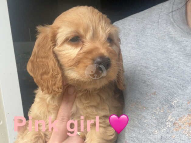 Cockapoo Puppies for sale in Lancashire