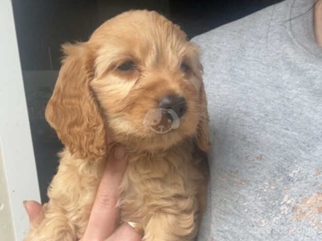 Cockapoo Puppies for sale