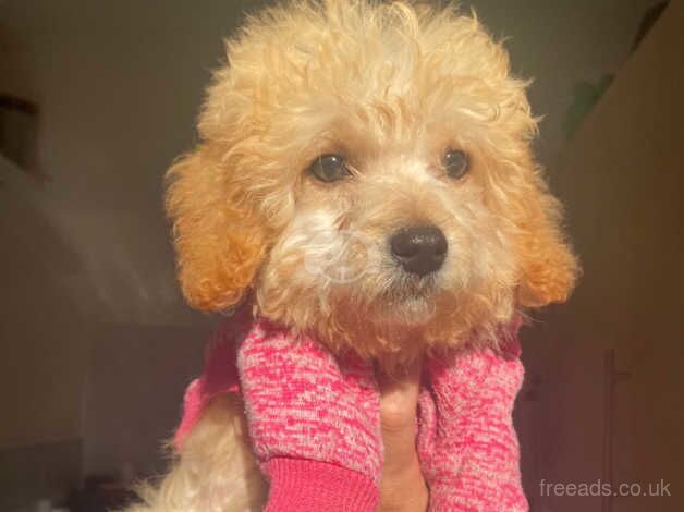 Beautiful little girl cockapoo for sale in London