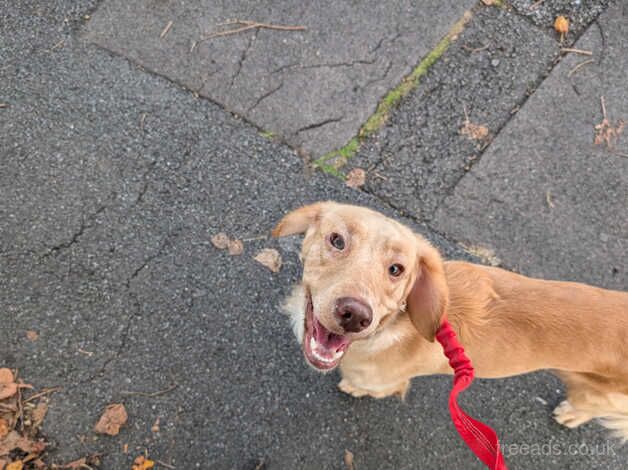 Beautiful, lovely, ginger cockapoo boy for sale in Gloucester, Gloucestershire