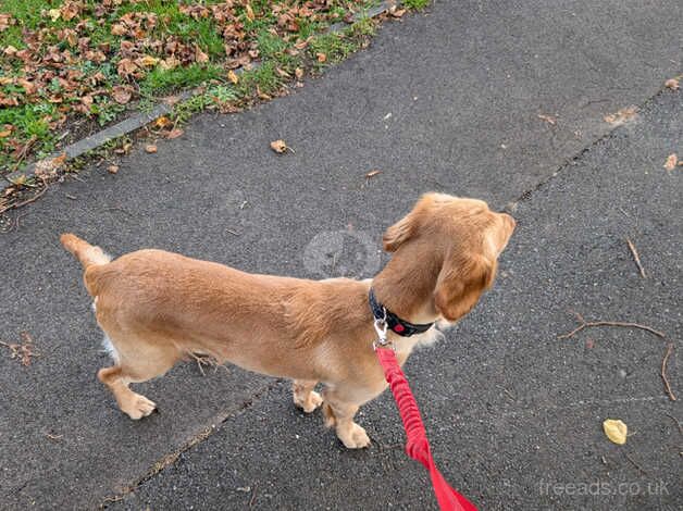 Beautiful, lovely, ginger cockapoo boy for sale in Gloucester, Gloucestershire - Image 2