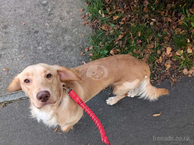 Beautiful, lovely, ginger cockapoo boy for sale in Gloucester, Gloucestershire - Image 3