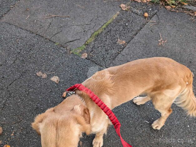 Beautiful, lovely, ginger cockapoo boy for sale in Gloucester, Gloucestershire - Image 4